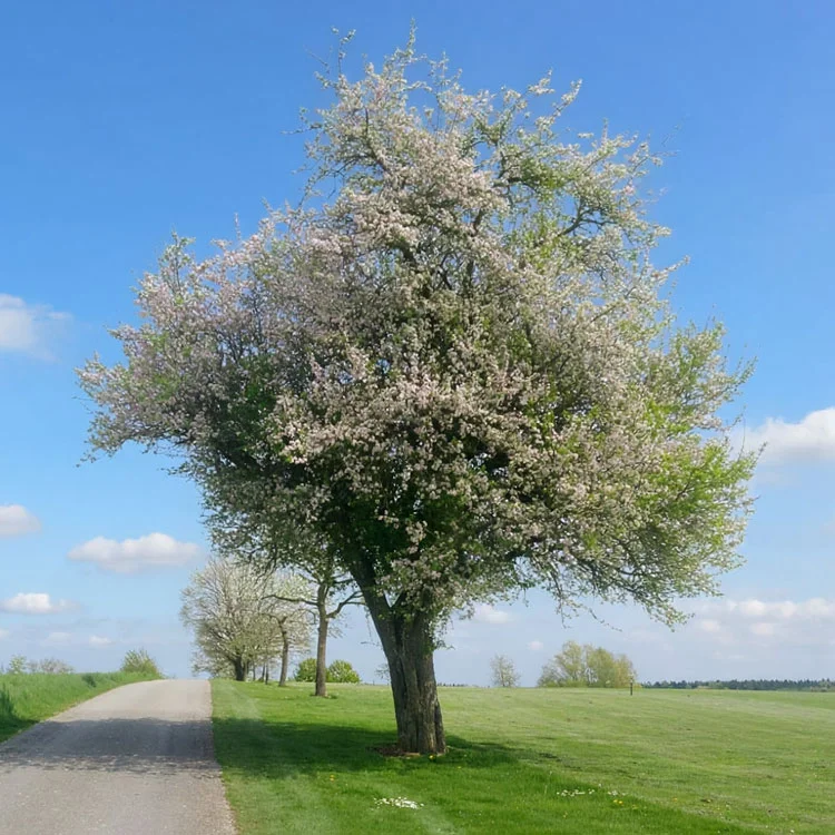 Obstbaumpflege