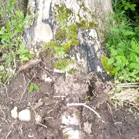 Baumbeurteilung