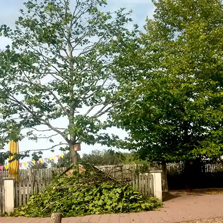 Jungbaumschnitt