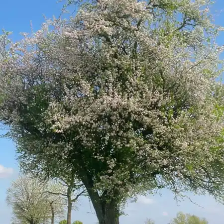 Obstbaumpflege
